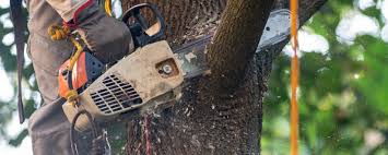 How Our Tree Care Process Works  in  Star Valley, AZ